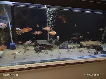 lalafo itlerin satisi: Butun ne görursuz hamıs satılır zeng edin. bundan elava nömren Watsab — 5