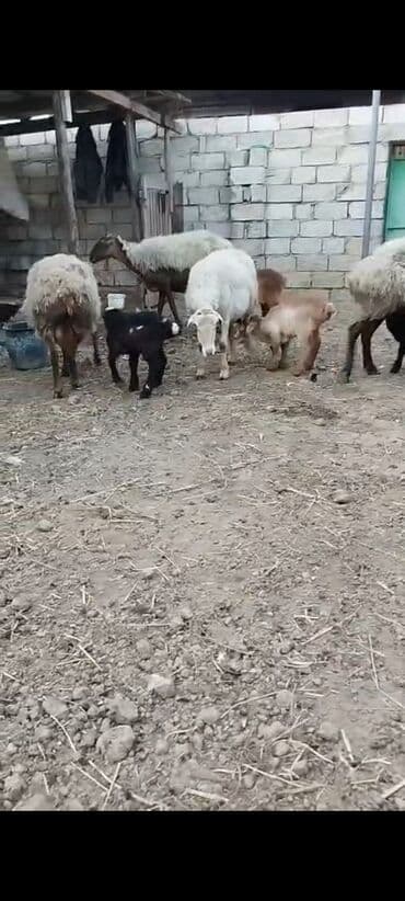 darling it yemi: Salam 4 baş balali qoyun saatlir 4 durundə balsi Erkekdi tam sağlam — 1