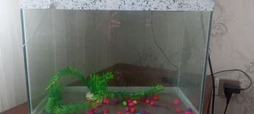 Akvariumlar: Dördbucaq akvarium, 13 l, Ünvandan götürmə