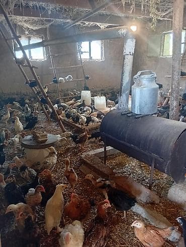 Toyuq cücələri, Damazlıq