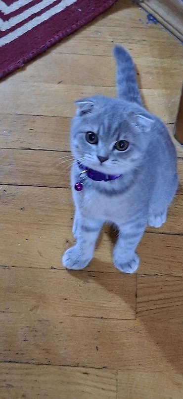 bala haski: Şotland yastı qulaq, Dişi — 3