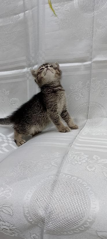 it yem: British Shorthair və Scottish Fold balaları - Cins: şəkillərdə həm — 8