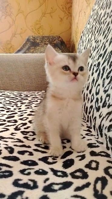 pisikler ucuz: Şinşilla, Dişi, Ödənişli çatdırılma, Ünvandan götürmə — 5