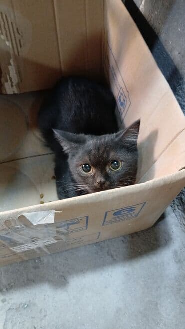 Britan, Yaxşı əllərə lalafo.az -da Britan, Yaxşı əllərə