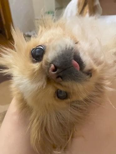 it: Pekines — 1