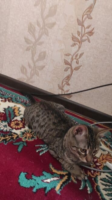 pişiy şəkilləri: Tabbi, Erkək, Yaxşı əllərə, Ünvandan götürmə, Pulsuz çatdırılma, Ödənişli çatdırılma — 3