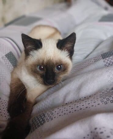 bakıda pişik satışı: Siam, Dişi — 4