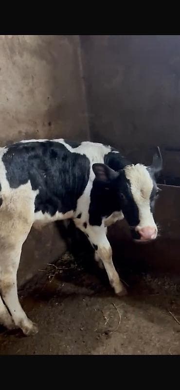 arpa bugda satisi: Holşteyn cinsli buzov Erkekdi 2 ayin icindedir yem ot yeyir - Rəng — 5