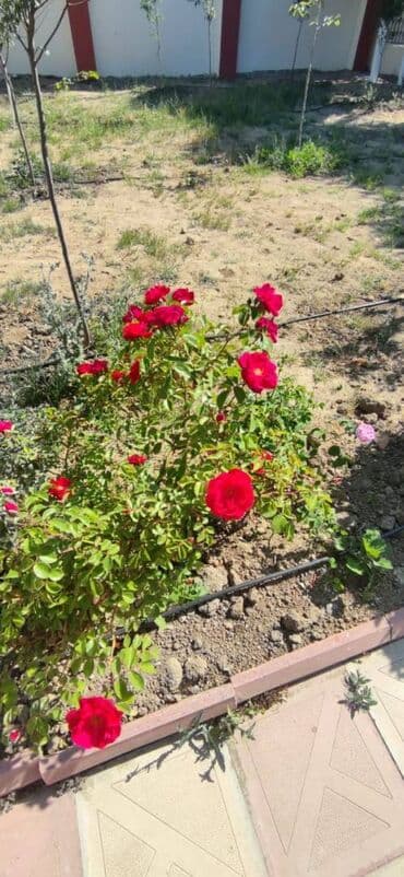 lənd kuruzer ucun led işıq lupası hardan tapmaq olar: 7 otaqlı, 300 kv. m, Yeni təmirli — 26