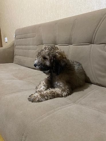 heyvan kokeltme dermanlari: 4 ay, Erkek, Ünvandan götürmə — 1