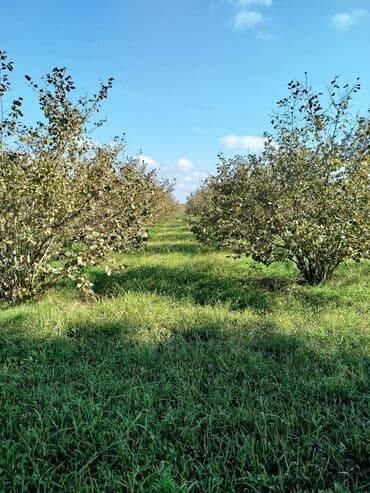 mağazalar üçün obyektlərin icarəsi: 100 sot, Kənd təsərrüfatı, Mülkiyyətçi, Kupça (Çıxarış) — 5