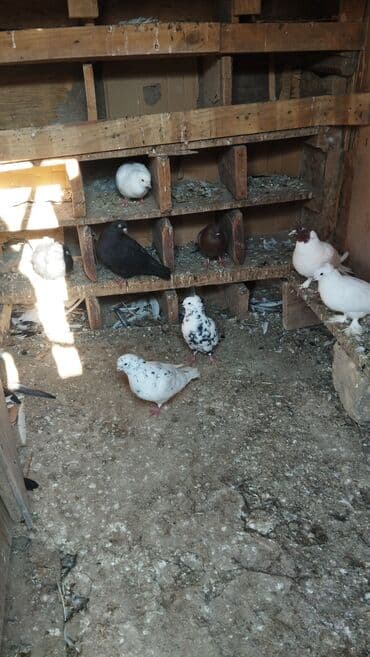 pişik yem qabı: Qiymət hamsina aiddi tek tek satilmir — 2