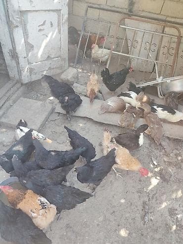 ətlik i̇neyler: Məhsul: Ev quşları – toyuq, xoruz və ördək qarışıq sürü Təsvir: - — 1