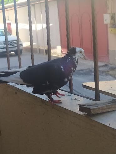 Ağbaş kəkilli uçan quşdu tərkizirəm ona görə — 2