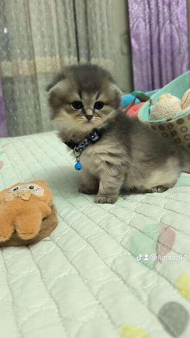 pitbul balaları: Erkək — 4