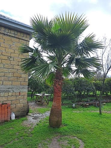 Dekorativ palma ağacı – həyət və bağ sahələri üçün tropik görünüşlü