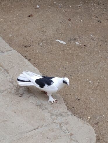 göyərçin yuvaları: 19 tük orta cırıq quyruq əfqanka erkək satılır. Şar oynaqdı. 1 ay olar — 2