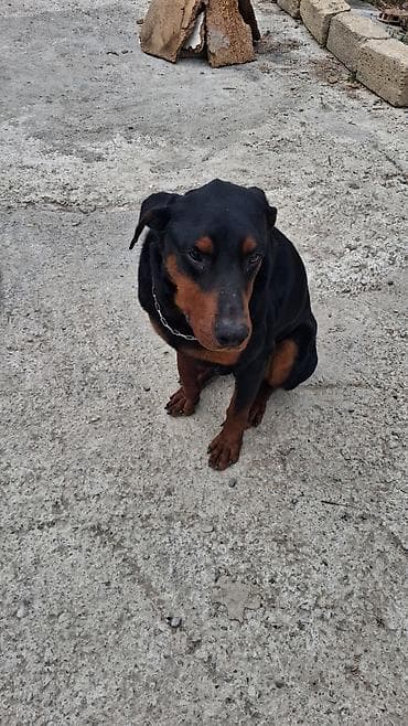 ov iti cinsleri: Doberman, Erkek — 2