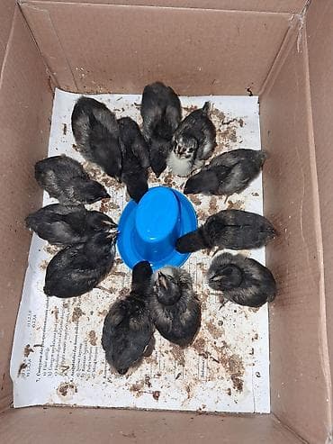 Şirniyyat məhsulları: Qara rəngdə cins avstrolop toyuqlardan yumurta satısı - Cins — 2