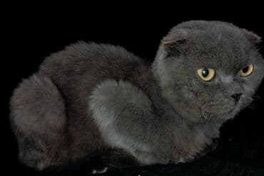 Bıçaqlar: Şotland yastı qulaq, Dişi, Yaxşı əllərə, Ünvandan götürmə — 3