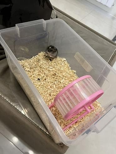 baliq satilir: Hamster

-Gəfəsinən biryerdə satılır 
Əldə oynamağ olur diştəyən deyil — 1