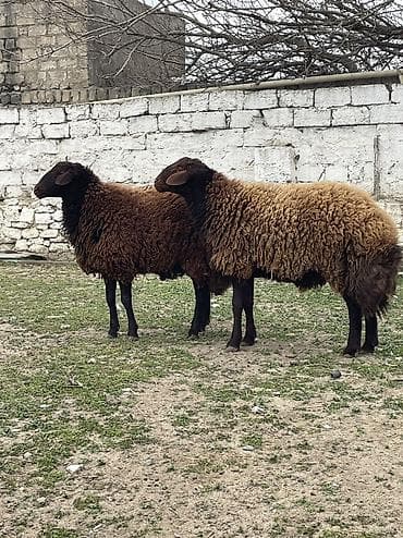 ov iti type 0: Erkək, Qala, il: 1, 120 kq, Damazlıq, Ünvandan götürmə — 7