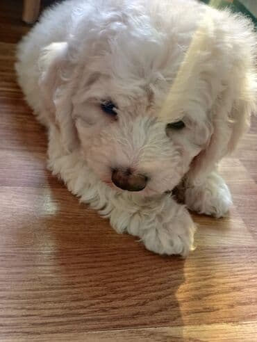 ari yuvasi: Pudel, 2 ay, Erkek, Ünvandan götürmə — 2