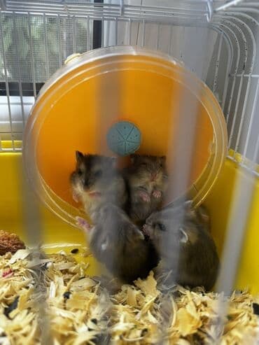 морские свинки купить: 🐹 Cungar hamsterləri satılır! Ev şəraitində saxlanılıb, təmiz və — 1