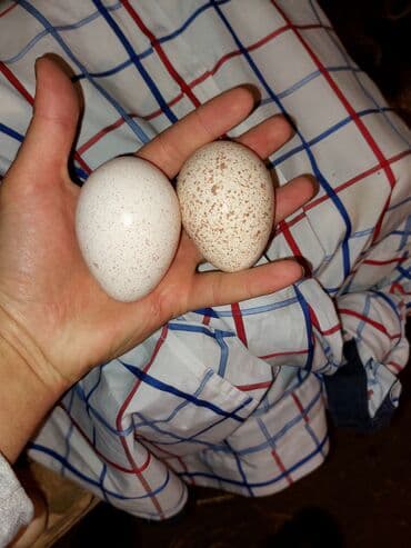 Hind quşu yumurtası satılır.Hindquşular təbi şəraitdə bəslənir yonca