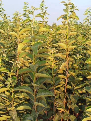 zeytun satışı: Hər növ ağac tinglerinin satışı — 19