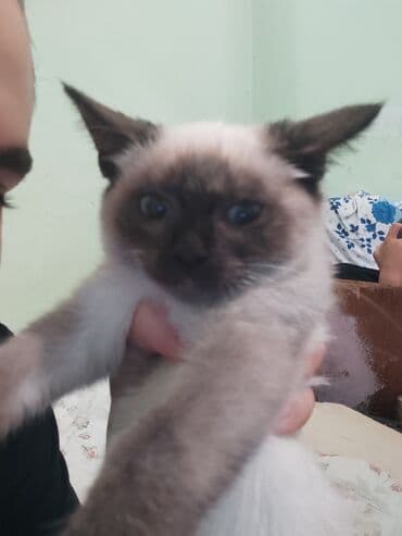 pişiklər: Siam, Dişi, Ünvandan götürmə — 6