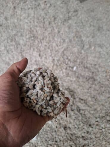 simental inek qiymeti: Yüksək keyfiyyətli çiyid. Hal-hazırda məhsul çoxdur. İri həcmli — 2