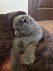 шотландский вислоухий котенок: Şotland yastı qulaq, Dişi, Yaxşı əllərə, Ünvandan götürmə — 1