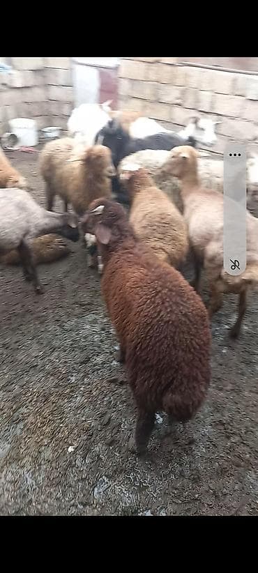 cins qoyun: Salam Aleykum mor karaman sortu əsil damazlıq üçün super sağlam erkəy — 3