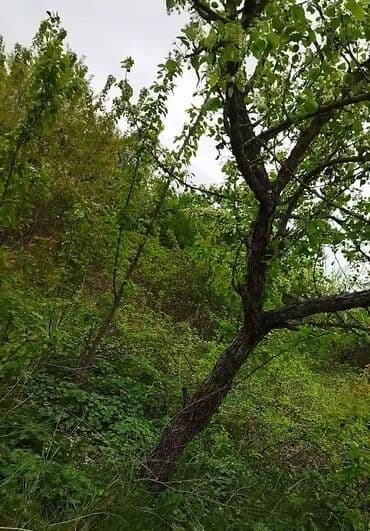 lenkeran torpaq satilir: Quba Qusar yolunun üstünde yerlewir. 12sot torpaq sahesi satilir — 1