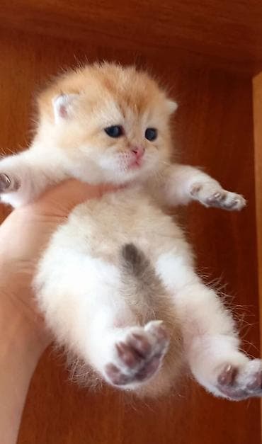 Кошки: Британская, Самец, В добрые руки, Самовывоз — 4