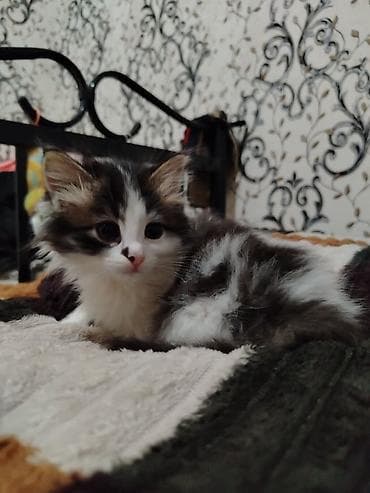 pişik qabı: Dişi — 2