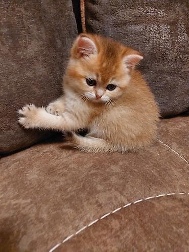 британская шиншилла: Золотая шиншилла — 4