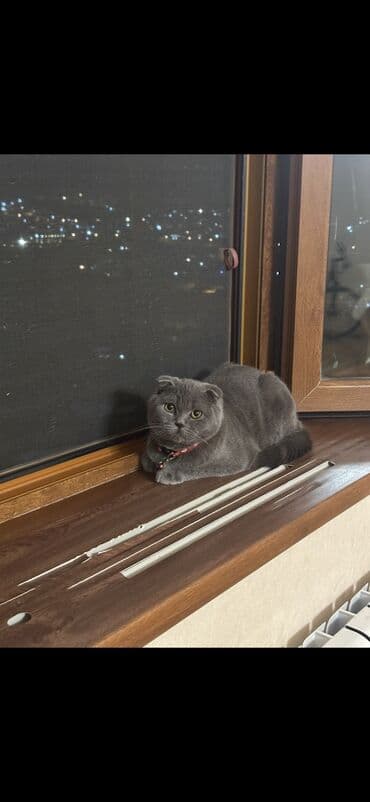 сколько стоят кошки: Satılır — 2