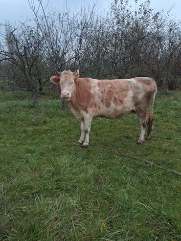 inək şəkli: Dişi, il: 6, Ünvandan götürmə — 3