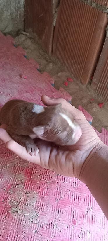 afcarka dişi: Pitbul — 6