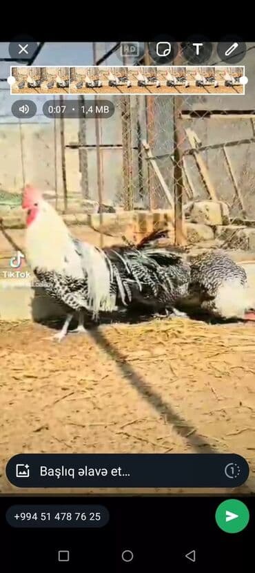 cücə və xoruz: Salam Ayam cemani,,. argenal.yumurtasi,cucesi.colpasi,,xoruzu.toyugu — 7