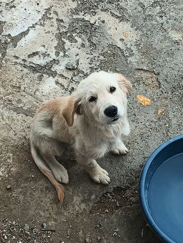 ретривер бишкек: Ретривер — 11