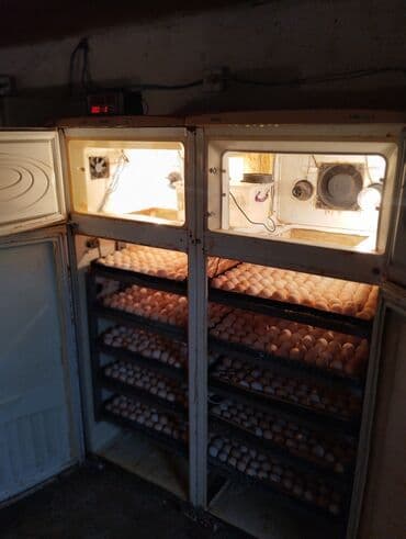 купить измельчитель сена бу: 1100 яиц, Азербайджан, Полностью автоматическая — 4