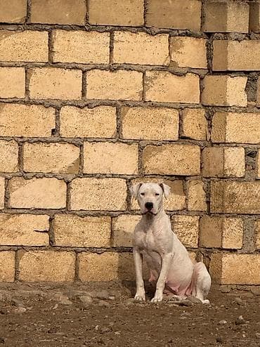bulldog: Doq, 2 il, Dişi, Peyvəndli, Ödənişli çatdırılma — 2