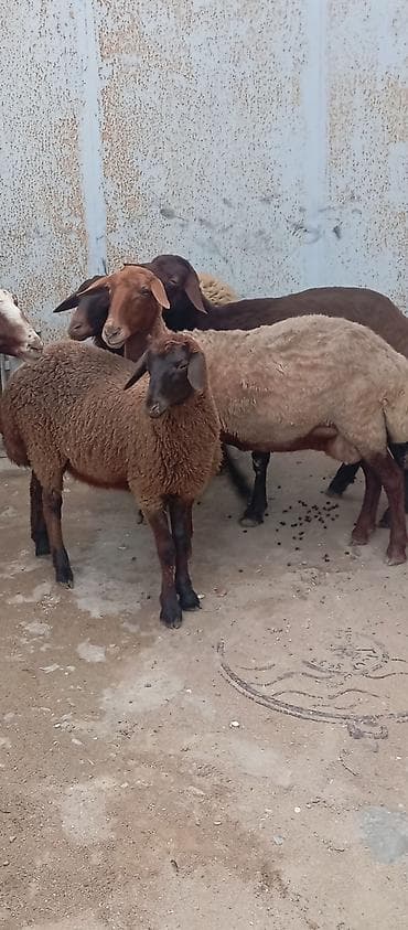 bogaz qoyunlar: Salam ünvan Bakıin maştağa kendi obşi 5 baş heyvanlar 1 baş ana-bala 5 — 2