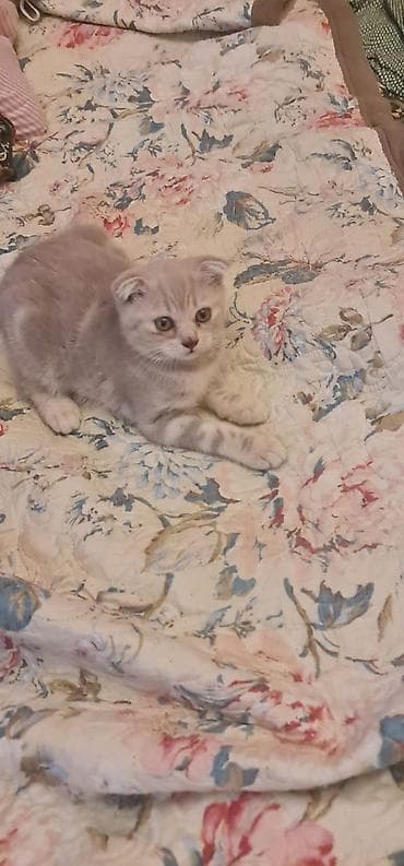 pişik şotlant: Şotland — 9