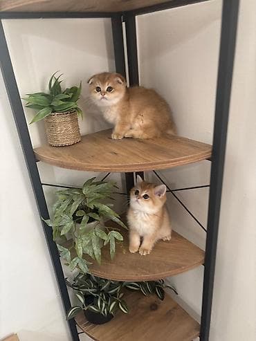 pisi: Qızıl şinşilla, Dişi — 6