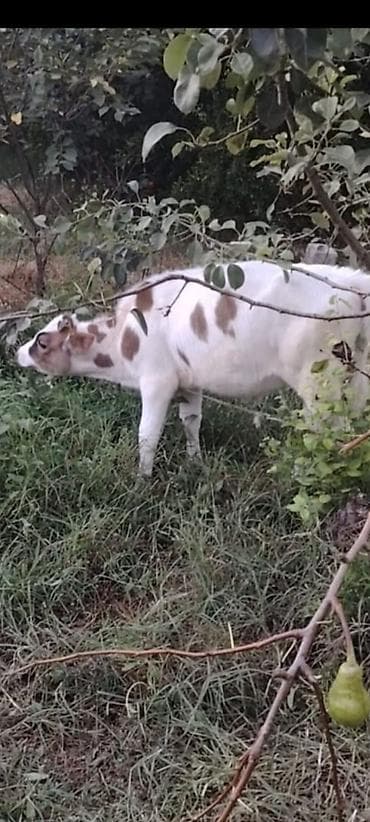bala it sekilleri: Məhsul: Buzağı Açıqlama: - Ağ rəngli, bədənində qəhvəyi ləkələri olan — 2