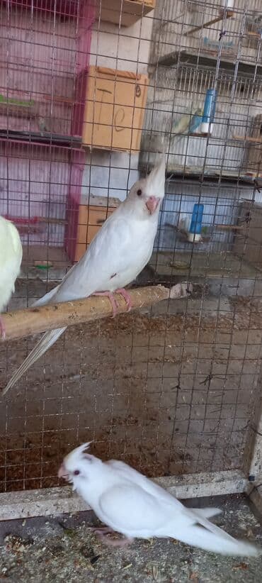 хаски щенки цена бишкек: Yeni dene dusmus ve boyuk quslar var 65 manat cox goturen olsa endirim — 3